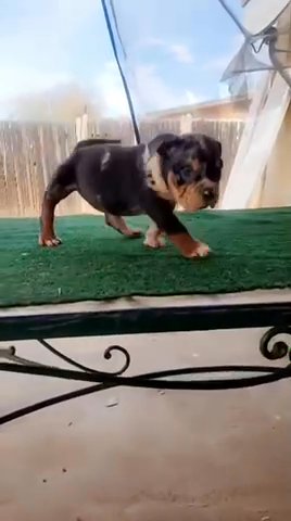Frenchie in Chandler, Arizona