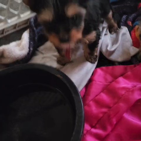 AKC Yorkies in Newton, North Carolina