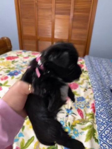 Zadie in Clarksville, Tennessee