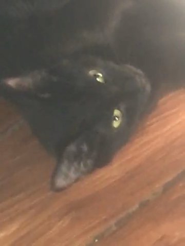 Sony Needs A New Home ASAP in Joliet, Illinois