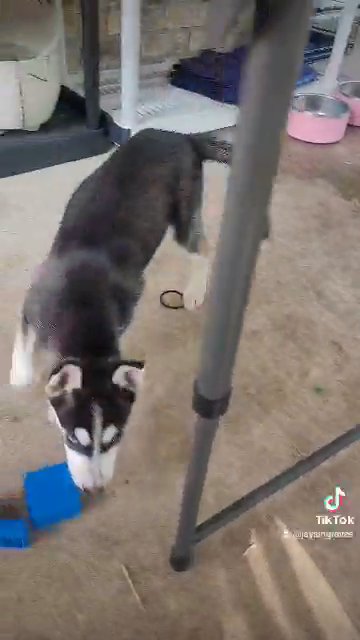 Myloh in Houston, Texas