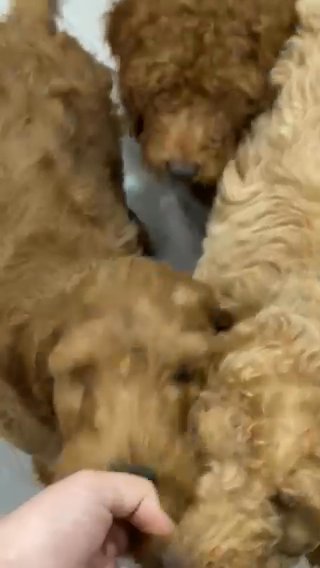 Goldendoodle Puppies in Spokane, Washington