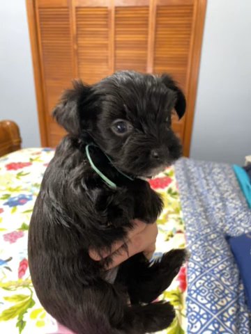 Zander in Clarksville, Tennessee