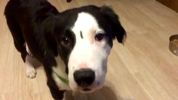 RESCUE US!? Adorable Long-Haired Brindle Amstaff Mix ? in Anaheim, California