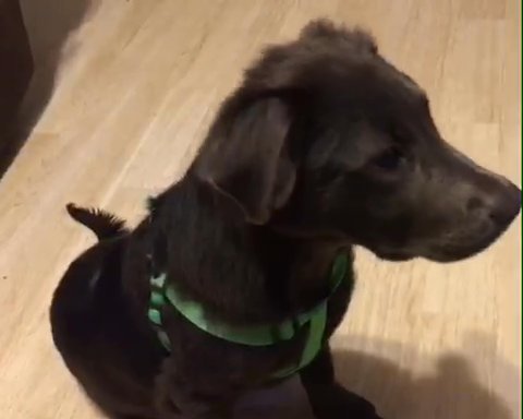 RESCUE US! ? Charming Long-Haired Brindle Amstaff Mix Puppy Seeking a Forever Home ? in Anaheim, California