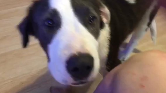 RESCUE US! ? Your Ultimate Road Companion: 6-Month-Old Long-Haired White and Blue Brindle Male Puppy ? in Anaheim, California