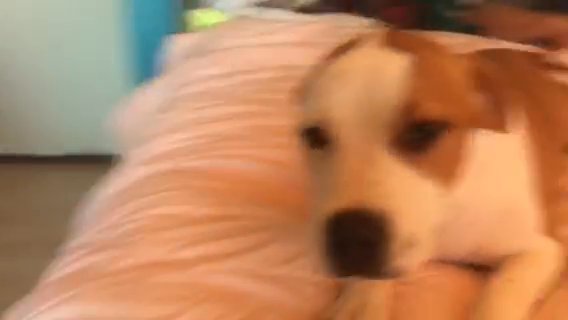 RESCUE US!? Adorable White and Tan Amstaff Female Puppy Ready to Bring Joy into Your Life ? in Anaheim, California