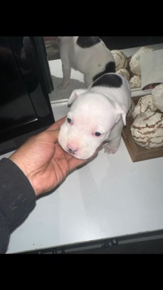 Pit Bulls in Edmond, Oklahoma