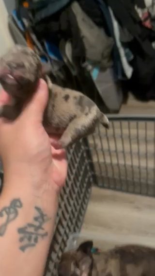 French Bulldog Puppies in New York City, New York