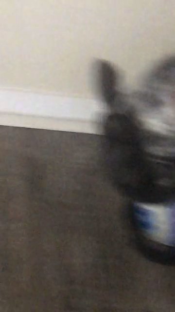 icecream needs a new home in Lubbock, Texas