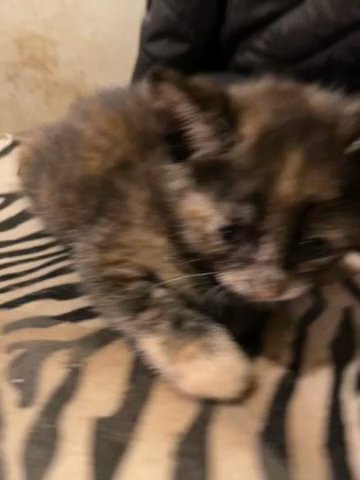Kitten For Sell in Queens, New York