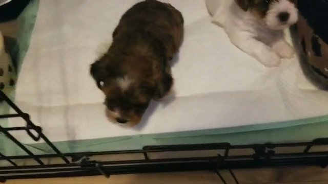 sable male parti yorkie born September  11th has first set of puppy shots vet records pedigree certificate and registration form  he is ckc registered in Macon, Georgia
