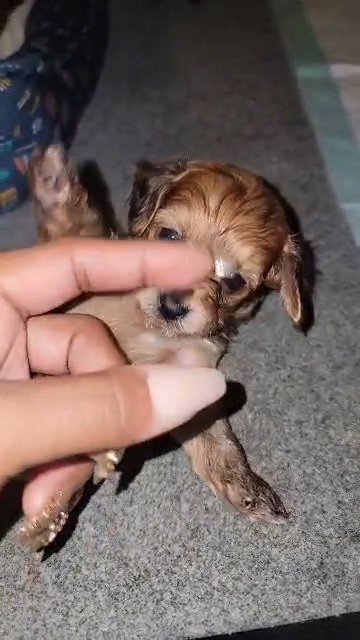 golden yorkiepoo girl SOLD in North Augusta, South Carolina