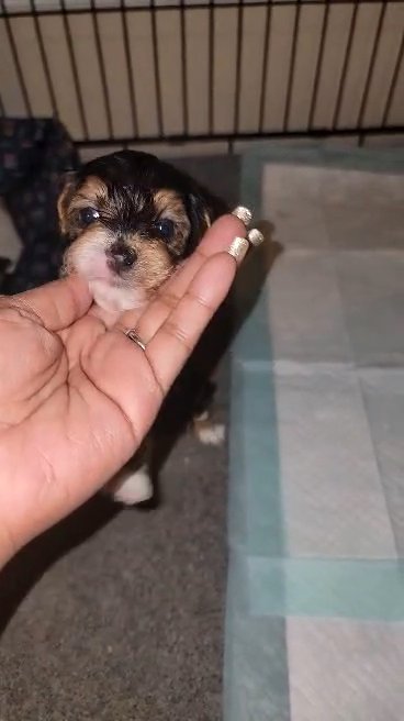 tiny yorkiepoo m! tiny yorkiepoo SOLD in North Augusta, South Carolina