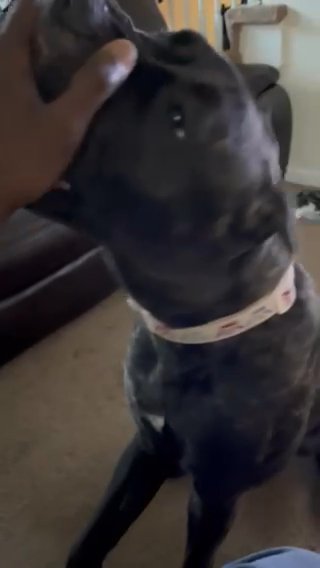 Female Cane Corso 10 Months in Norfolk, Virginia