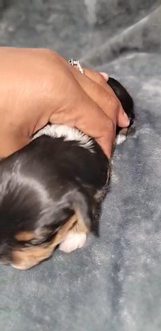 tiny yorkiepoo SOLD in North Augusta, South Carolina