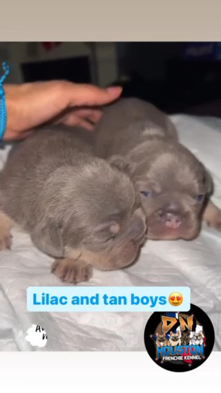 French Bulldogs in Houston, Texas