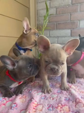 French Bulldog Females Avaible in Houston, Texas