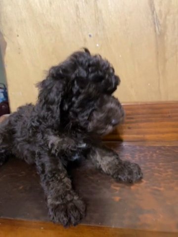 Cesar F1B Aussiedoodle in Oklahoma City, Oklahoma