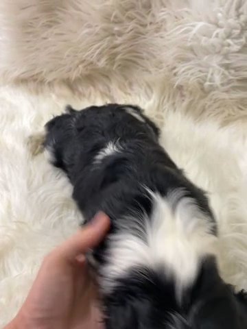 Cavalier King Charles Male in Pittsburg, Kansas