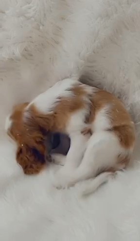 Cavalier King Charles Spaniel in Pittsburg, Kansas