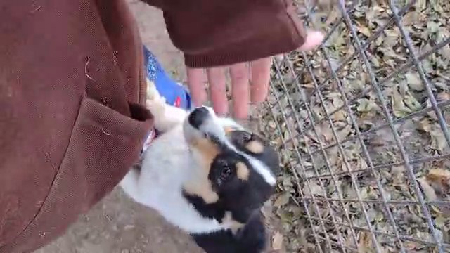 corgi in Tulsa, Oklahoma