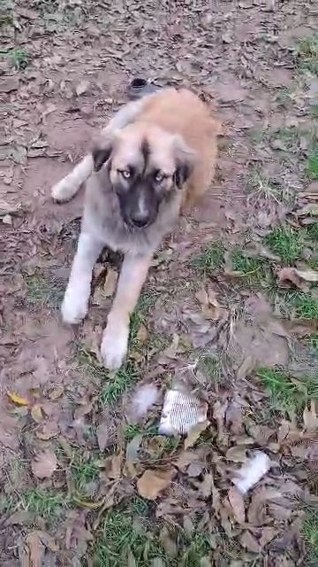livestock puppy in Tulsa, Oklahoma