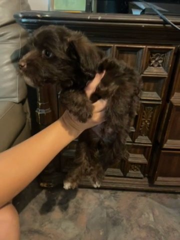Morkie in Cape Coral, Florida