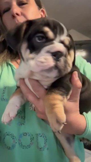 Black Tri Female in Toledo, Ohio