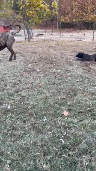 AKC English Mastiff in Reidsville, North Carolina