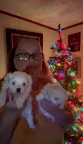 AKC Maltese in Sumter, South Carolina