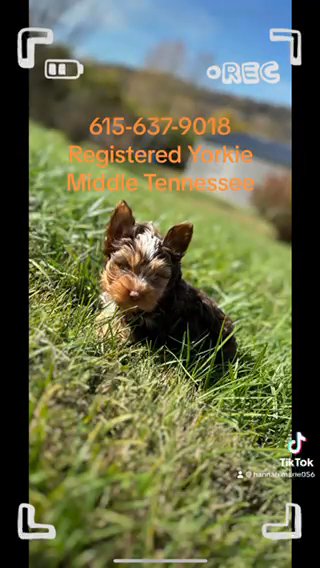 Georges chocolate Yorkshire terrier in Cookeville, Tennessee