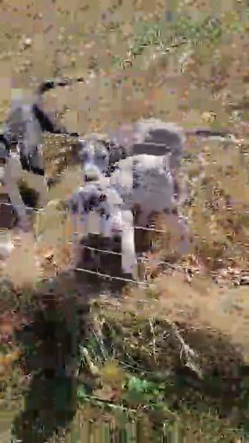 Akc Great Danes in Sikeston, Missouri