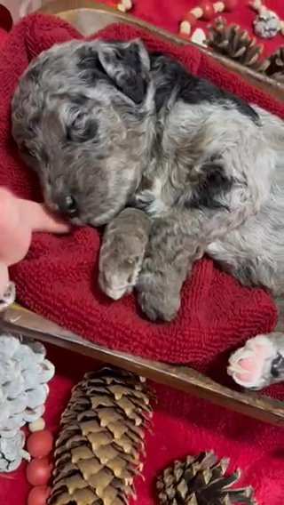 Gorgeous phantom merle girl in Huntington, West Virginia