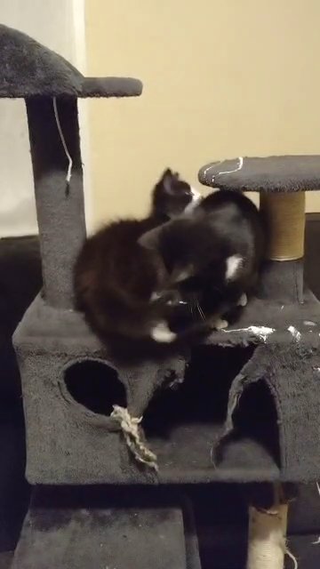 kittens in Fairhaven, Massachusetts