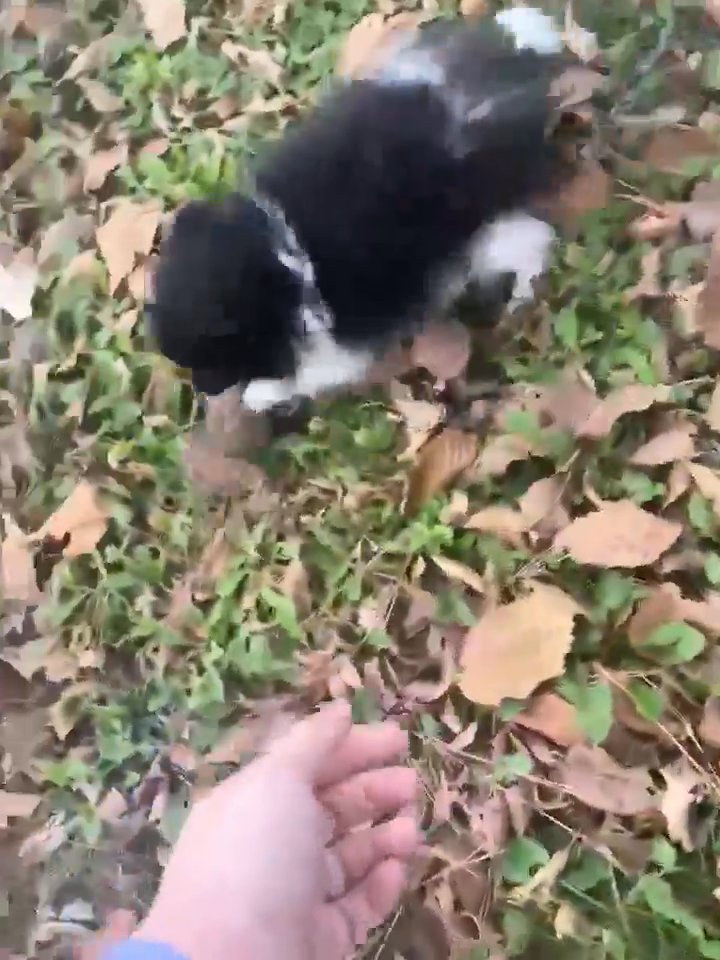 pomeranian in Tulsa, Oklahoma