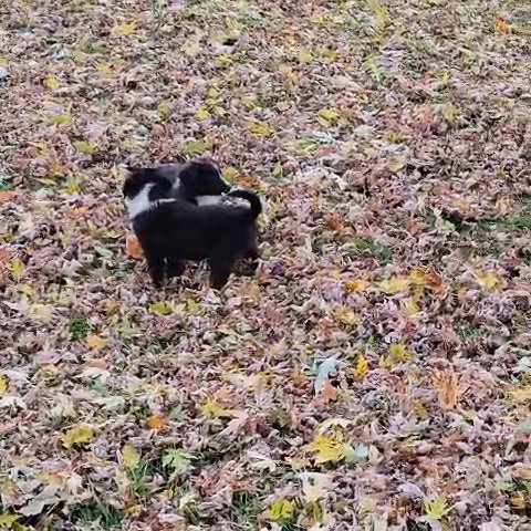 English Shepherd puppies in Owego (Town), New York