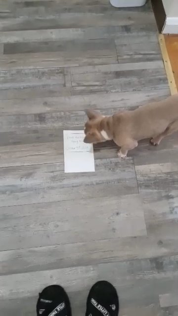 Male French bulldog puppy in Rosedale, Maryland
