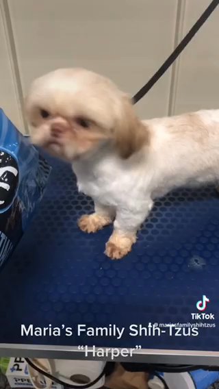 Harper- Gold White Shihtzu in Gainesville, Georgia