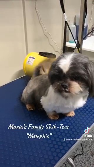 Memphis- Blue/white Male Shihtzus in Gainesville, Georgia