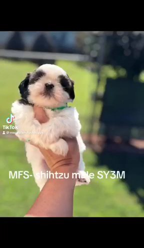 Shihtzu Male Parti in Gainesville, Georgia
