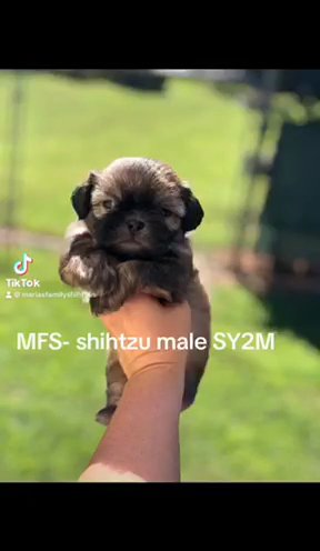 Brindle Shihtzu Male in Gainesville, Georgia