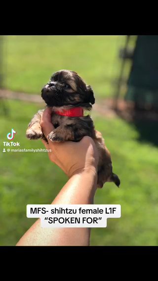 Imperial Brindle Shihtzu Female in Gainesville, Georgia