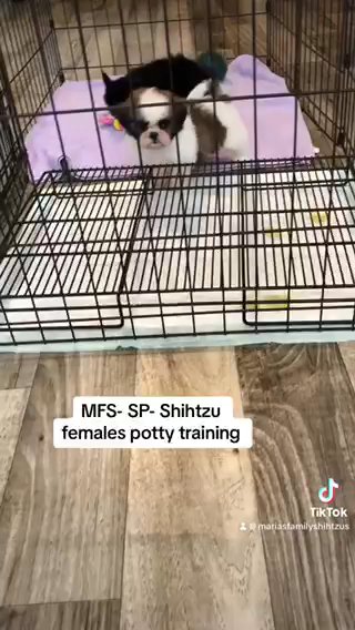 Shihtzu Females in Gainesville, Georgia