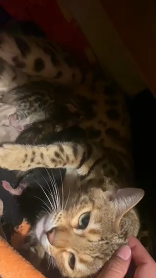 Bengal kittens in Boston, Massachusetts