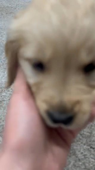 Golden Retrievers For Sale!! in Eugene, Oregon