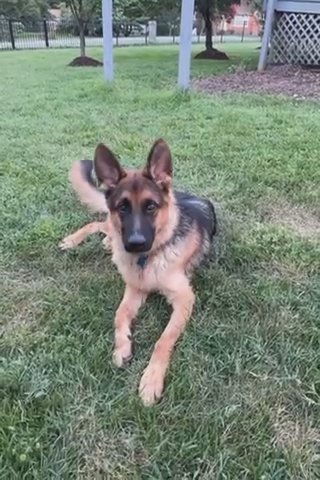 Adorable and Loving German Shepherd for Sale in Alexandria, Virginia
