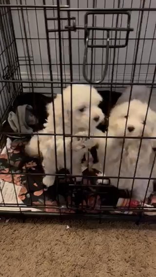 Bichon Frese Puppies, Free To Get Home in Citrus Heights, California