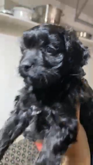 Cocker Spaniel Mix With Poodle in Hanover Park, Illinois