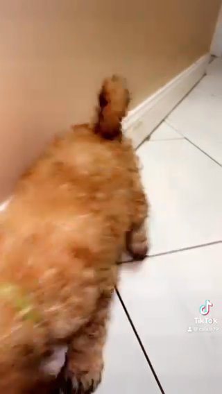 Golden Doodle in West Palm Beach, Florida